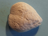 Terebratulina